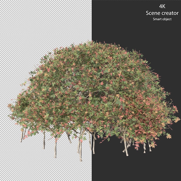 Vari tipi di siepe piccole piante cespugli arbusti e alberi isolati rendering