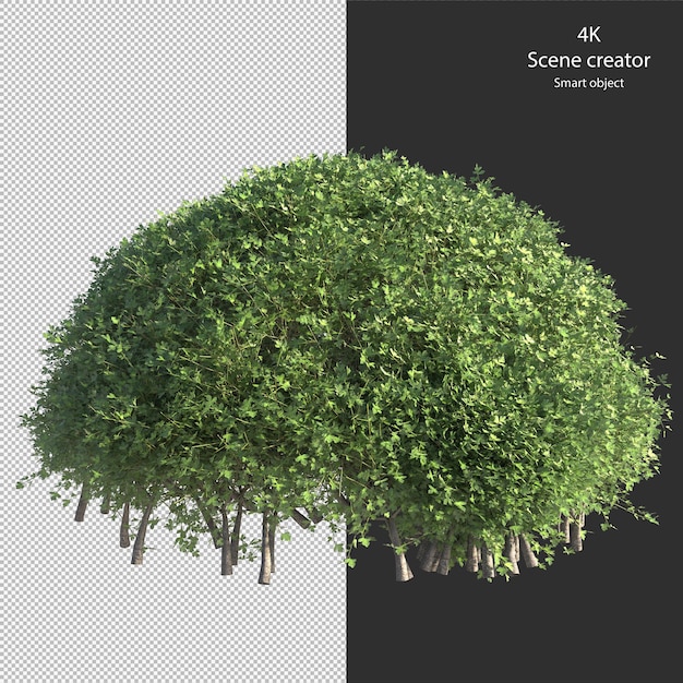 Vari tipi di siepe piccole piante cespugli arbusti e alberi isolati rendering