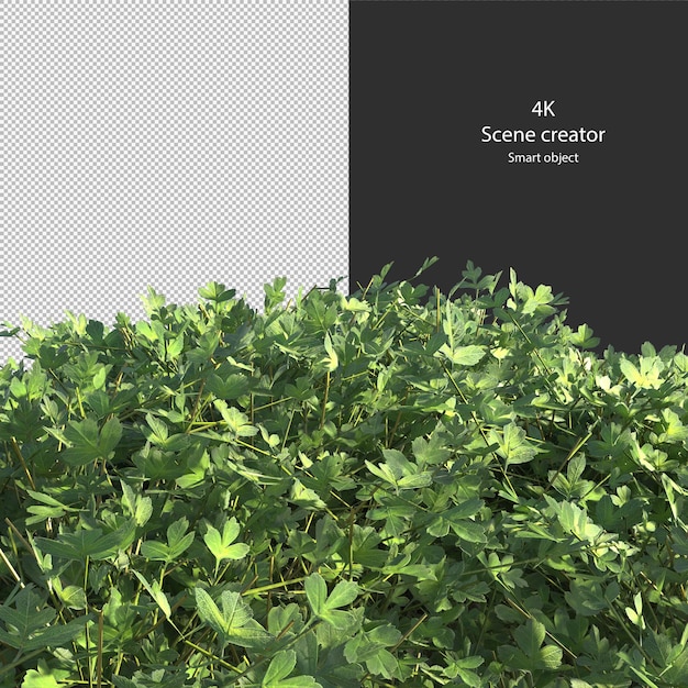 Vari tipi di siepe piccole piante cespugli arbusti e alberi isolati rendering