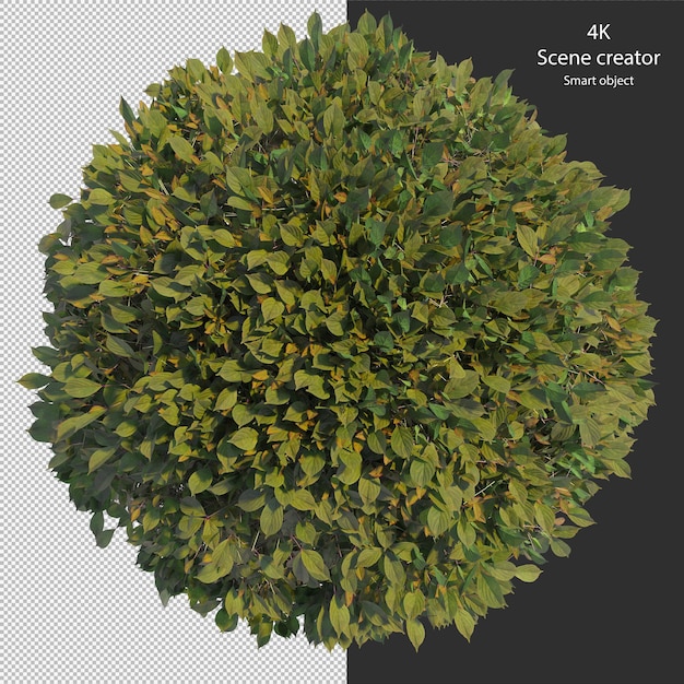 Vari tipi di siepe piccole piante cespugli arbusti e alberi isolati rendering