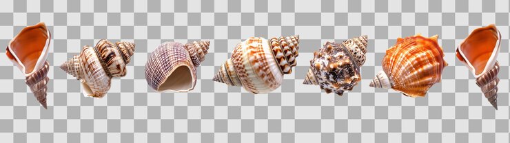 PSD varias conchas marinas únicas que muestran las vibraciones de la playa de verano se muestran en png creado con generative ai