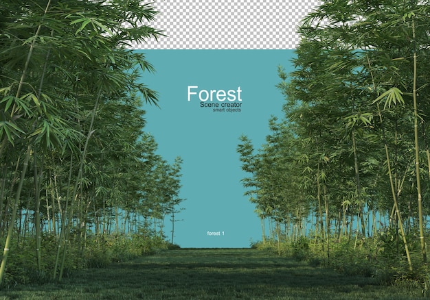 Varie forme di foresta