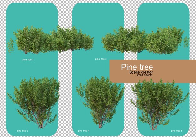 Varie forme di rendering di alberi di pino