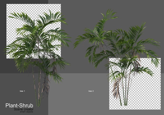 Varie palme e arbusti