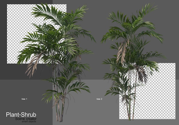 Varie palme e arbusti