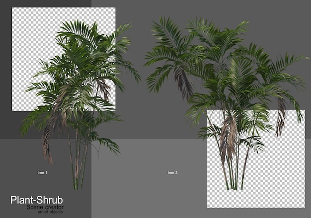 Varie palme e arbusti