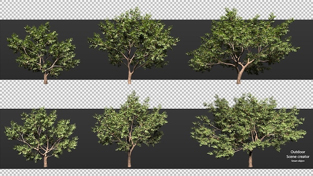 variedad de árboles trazado de recorte árboles aislados representación de árbol 3d