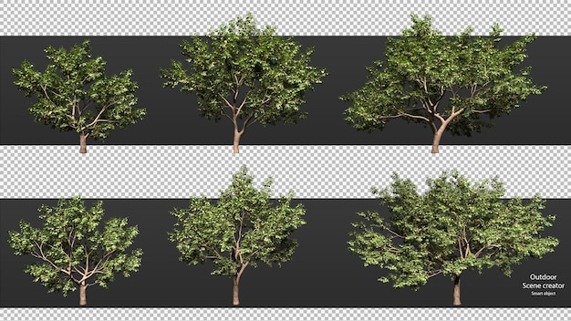 Variedad de árboles trazado de recorte árboles aislados representación de árbol 3d