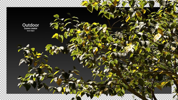 PSD variedad de árboles trazado de recorte rama de árbol representación de árbol