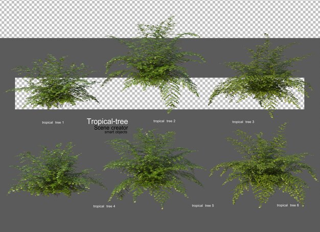Una variedad de árboles tropicales.