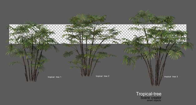 Una variedad de árboles tropicales.