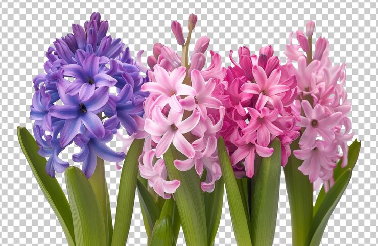 PSD una variedad de coloridas flores de jacinto aisladas sobre un fondo transparente