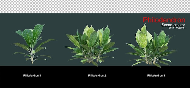 PSD variedad de filodendros