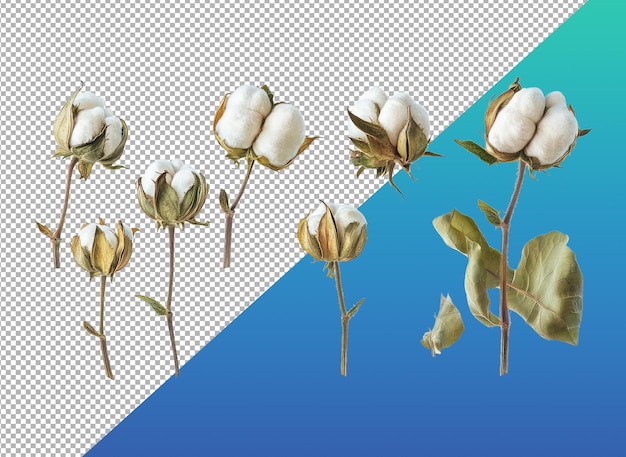 Una variedad de flores y brotes de algodón sobre un fondo gradiente