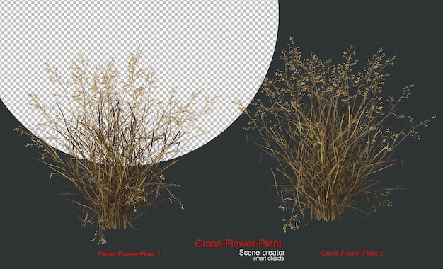 Una variedad de hierbas y plantas