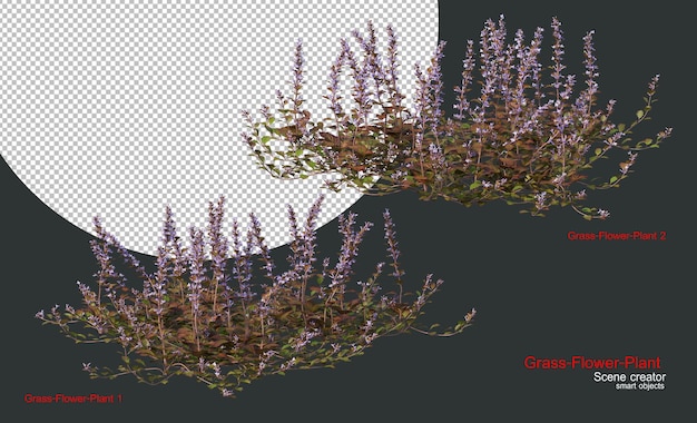 Una variedad de hierbas y plantas.