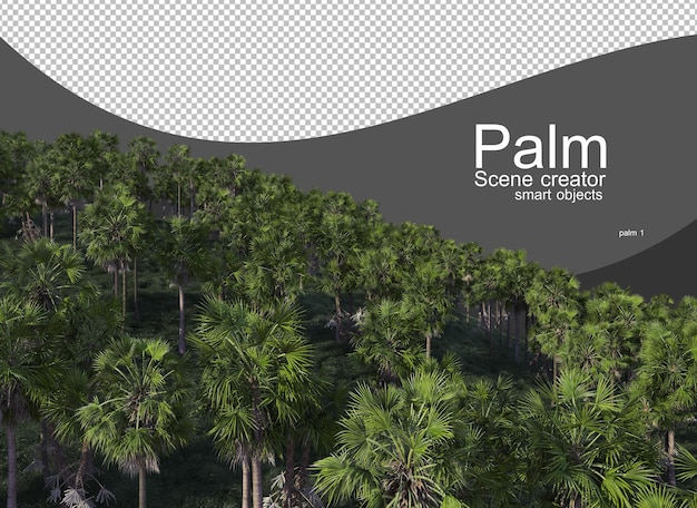 Variedad de palmeras