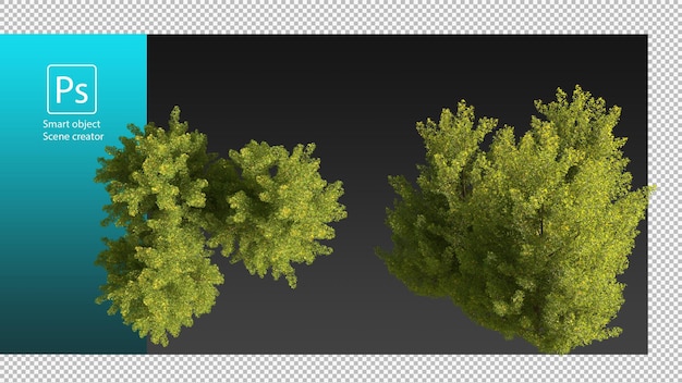 Variedad de plantas y árboles con trazado de recorte.