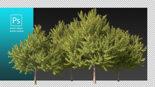 Variedad de plantas y árboles con trazado de recorte.