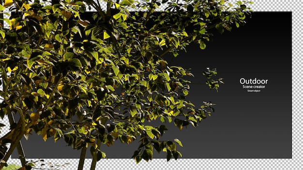 Variedad rama de árbol trazado de recorte árboles aislados representación de árbol 3d