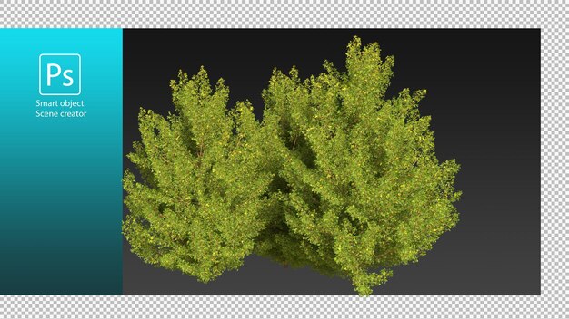 variedade de plantas e árvores com trajeto de grampeamento