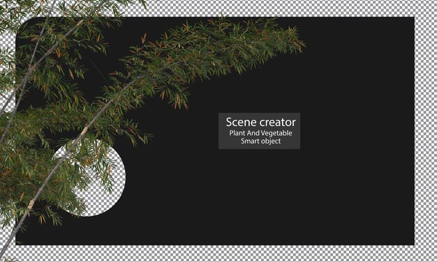 PSD variedades de plantas de bambu isoladas trajeto de recorte de bambu
