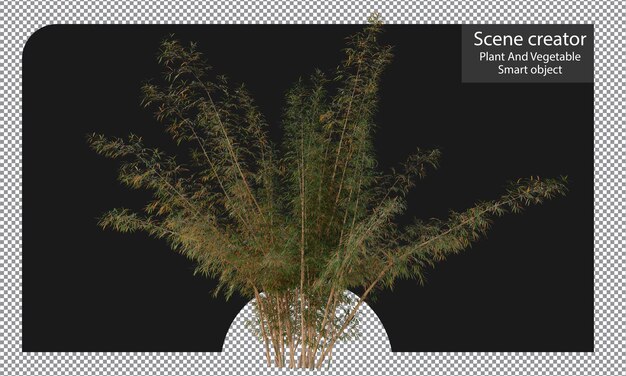 Variedades de plantas de bambú aisladas Trazado de recorte de bambú