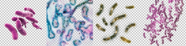 PSD variété de bactéries et de microbes rendus en 3d isolés sur un fond transparent