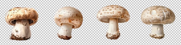 PSD une variété de champignons à boutons frais isolés sur un fond transparent