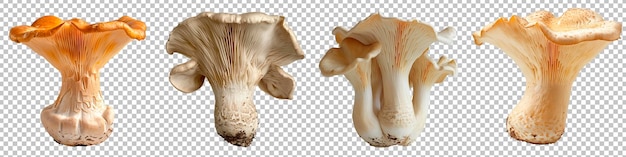 PSD une variété de champignons chanterelle