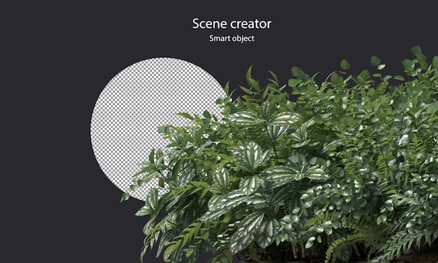 variété de petites plantes petites plantes isolées chemin de détourage