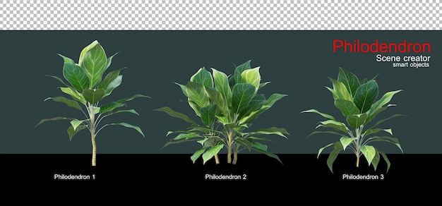 PSD variété de philodendrons