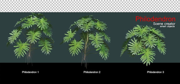 PSD variété de philodendrons