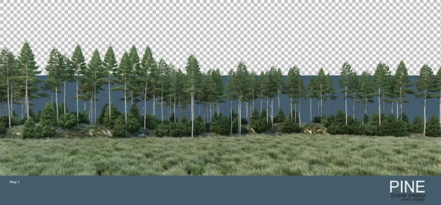 Varios ambientes de pinares