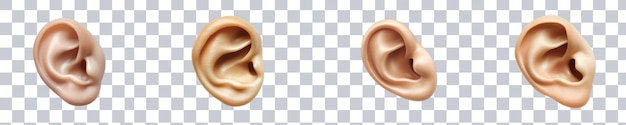 Varios modelos de orejas realistas que muestran diferentes ángulos y texturas en el fondo transparente Formato PNG