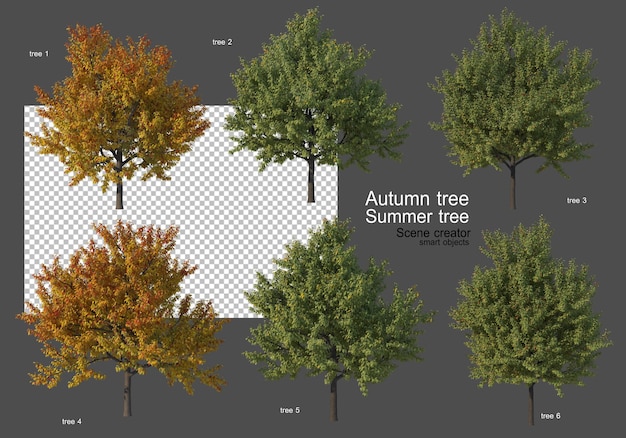 Varios tipos de árboles de otoño y verano.