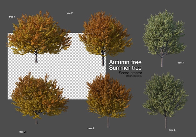 Varios tipos de árboles de otoño y verano.