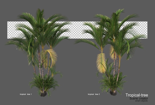 Varios tipos de árboles tropicales.