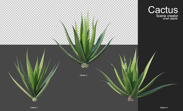 Varios tipos de cactus para la decoración del jardín.