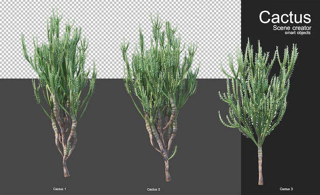 Varios tipos de cactus para la decoración del jardín.