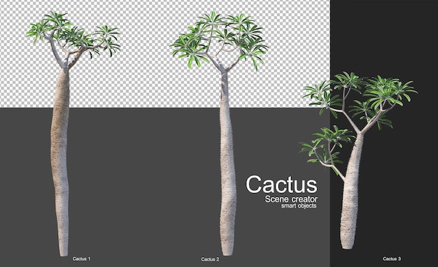 Varios tipos de cactus para la decoración del jardín.