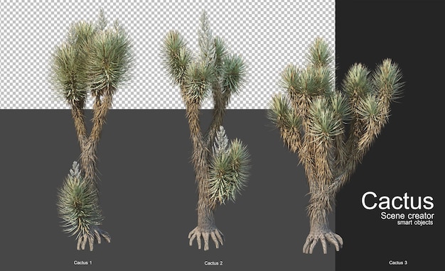 Varios tipos de cactus para la decoración del jardín.