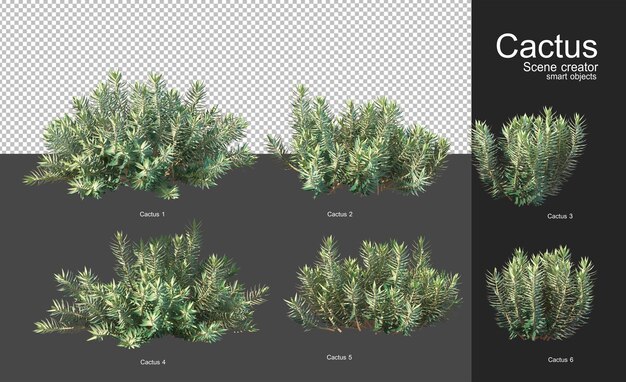 Varios tipos de cactus para la decoración del jardín.