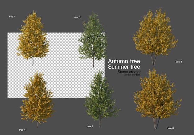 Vários tipos de árvores de outono e verão