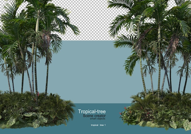 vários tipos de árvores tropicais