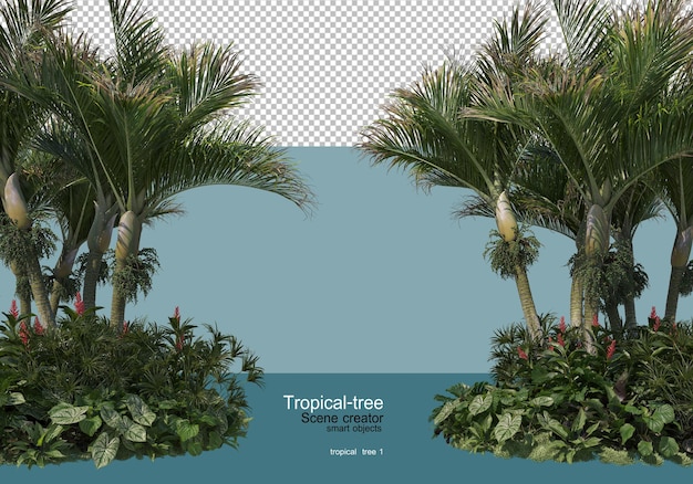 vários tipos de árvores tropicais