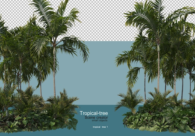 vários tipos de árvores tropicais