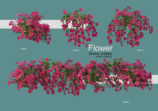 varios tipos de flores varias formas