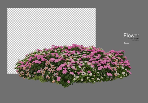 varios tipos de flores