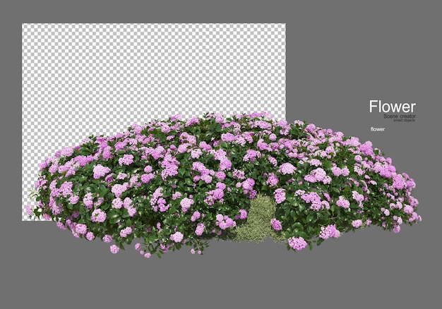 varios tipos de flores